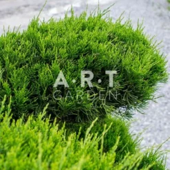 Promos Vert Reve Boutique -Promos Vert Reve Boutique arbre nuage japonais juniperus fitzeriana taille 160 180 cm container 90l 1