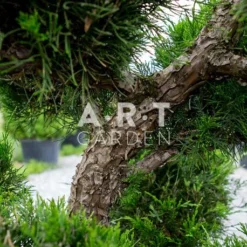 Arbre Nuage Japonais Juniperus Fitzeriana Taille 160/180 Cm Container 90L -Promos Vert Reve Boutique arbre nuage japonais juniperus fitzeriana taille 160 180 cm container 90l 2