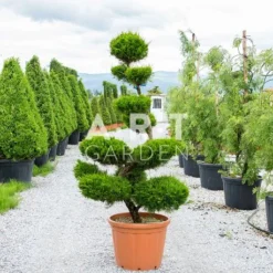 Promos Vert Reve Boutique 17 Arbre Nuage Japonais Juniperus Fitzeriana Taille 160/180 Cm Container 90L
